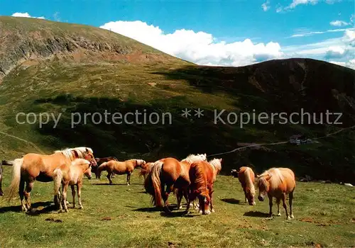 AK / Ansichtskarte Hafling_Avelengo Falzeben_IT Haflinger Pferde auf der Weide 