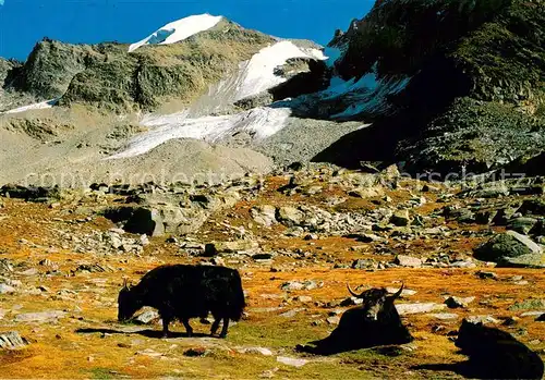 AK / Ansichtskarte Sulden_Solda_Trentino Alto Adige_IT Jaks im Zaital und Hoher Angelus 
