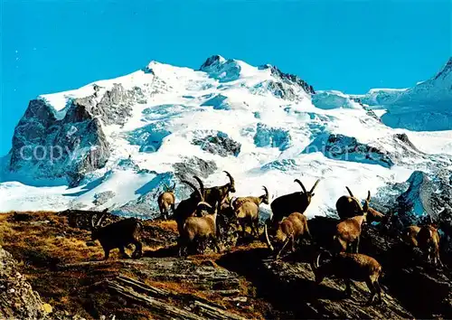 AK / Ansichtskarte Monte Rosa_Le_Mont_Rose_4612m_VS Steinwild Bouquetins 