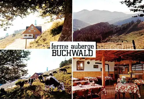 AK / Ansichtskarte Breitenbach_68_Alsace_Haut Rhin Ferme Auberge Buchwald Viehweide Kuehe Landschaftspanorama 