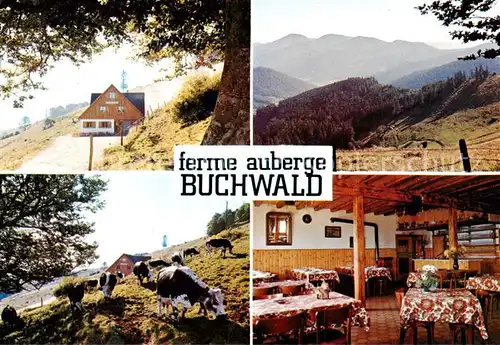 AK / Ansichtskarte Breitenbach_68_Alsace_Haut Rhin Ferme Auberge Buchwald Viehweide Gaststube Landschaftspanorama 