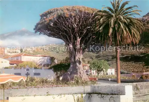 AK / Ansichtskarte Tenerife_Islas_Canarias_Spanien_ES 1000jaehriger Drachenbaum von Icod 
