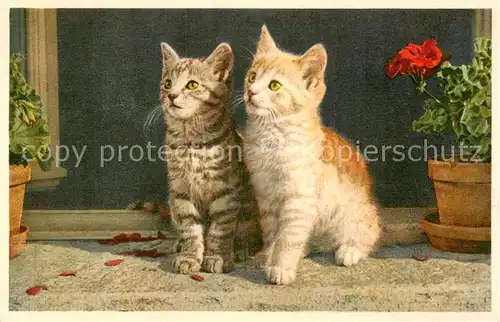 AK / Ansichtskarte Katzen Katzen am Fenster 