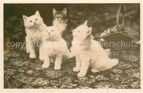 AK / Ansichtskarte Katzen Katzen bild 