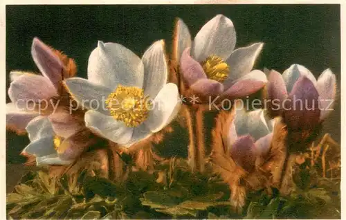 AK / Ansichtskarte Blumen Anemone  