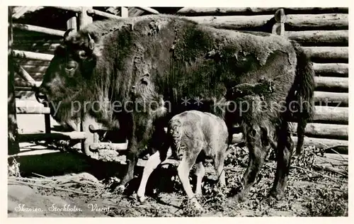 AK / Ansichtskarte Skansen_Stockholm_Sweden Visent 