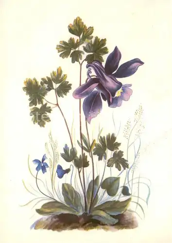 AK / Ansichtskarte Blumen Ancolia 