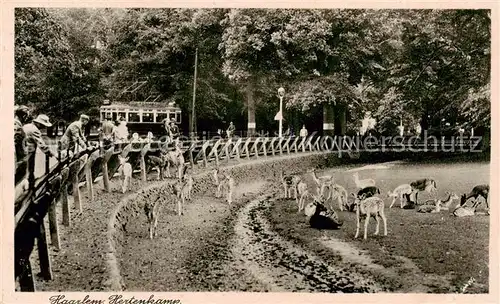 AK / Ansichtskarte Haarlem_NL Hertenkamp 