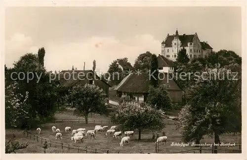 AK / Ansichtskarte Stettfurt_TG Schlossgut Sonnenberg u. Schafherde 