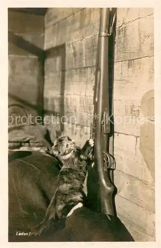 AK / Ansichtskarte  Katzen Gewehr 