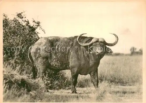 AK / Ansichtskarte  Bueffel Ruanda  