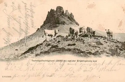 AK / Ansichtskarte Tschingellochtighorn_2735m_BE Kuehe Auf dem Tschingellochtighotn v. d. Engstligenalp aus 