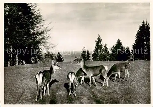 AK / Ansichtskarte St_Gallen_SG Wildpark Peter und Paul Rehe St_Gallen_SG