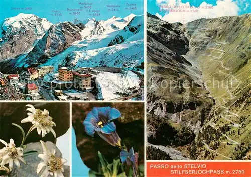 AK / Ansichtskarte  Stilfserjoch_2750m_Passo_dello_Stelvio_IT Gebirgspass Berghotels Alpenflora 