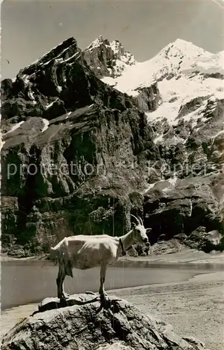AK / Ansichtskarte Oeschinensee_oeschinensee_1578m_BE mit Bluemlisalp Berner Alpen Ein gehoernter Gast Ziege 