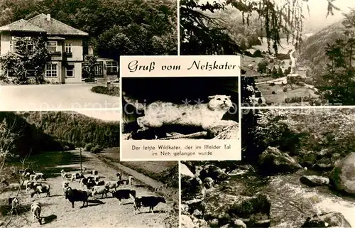 AK / Ansichtskarte  Ilfeld_Suedharz Netzkater Ilfelder Tal Landschaftspanorama Bach Viehherde Gaststaette Ilfeld Suedharz