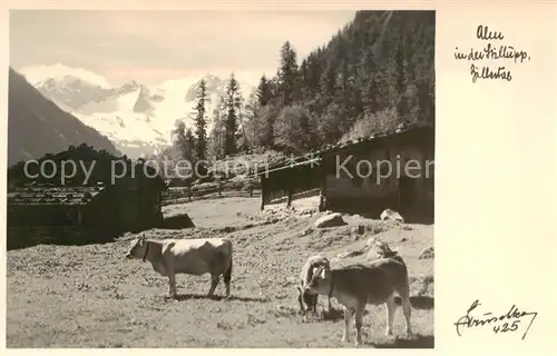 AK / Ansichtskarte 73797243 Stilluptal_Mayrhofen_Zillertal_AT Panorama Rinder 