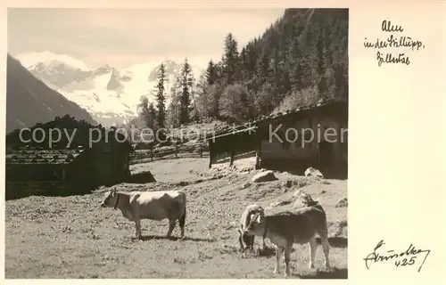 AK / Ansichtskarte  Stilluptal_Mayrhofen_Zillertal_AT Panorama Rinder 