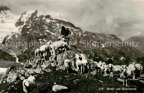 AK / Ansichtskarte Sustenpass_2262m_BE Schaefer mit Herde 