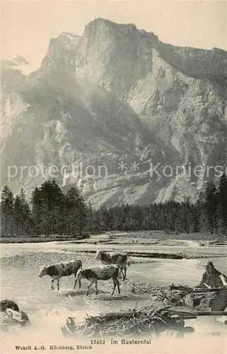 AK / Ansichtskarte Gasterntal_Kandersteg_BE Panorama Kuehe am Fluss Berner Alpen 