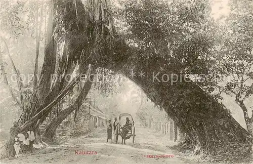 AK / Ansichtskarte  Kalutara_Sri-Lanka_Ceylon Allee Eselskarren 