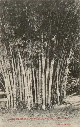 AK / Ansichtskarte 73804560 Ceylon__Sri_Lanka Giant Bamboos Peradeniya Gardens 