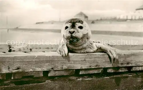 AK / Ansichtskarte  Norderney_Nordseebad Seehund Norderney_Nordseebad