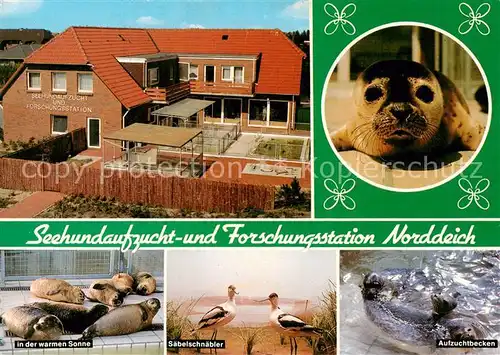 AK / Ansichtskarte  Norddeich__Norden_Nordseebad Sehundaufzuchtstation Seehunde Saebelschnaebeler Aufzuchtbecken 