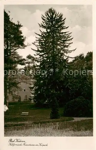 AK / Ansichtskarte  Bad_Kudowa_Kudowa-Zdroj_Niederschlesien_PL Kalifornische Riesentanne im Kurpark 