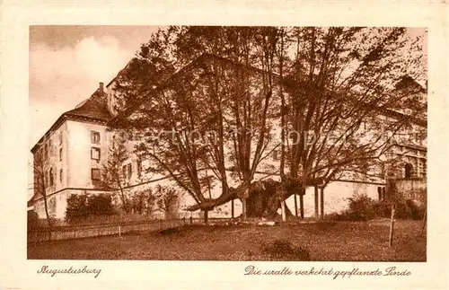 AK / Ansichtskarte  Augustusburg Uralte verkehrt gepflanzte Linde Augustusburg