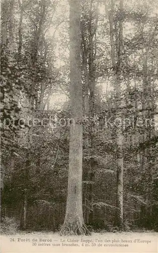 AK / Ansichtskarte Foret de Berce_Jupilles_72_Sarthe Le CheneBoppe lun des plus beaux d Europe 