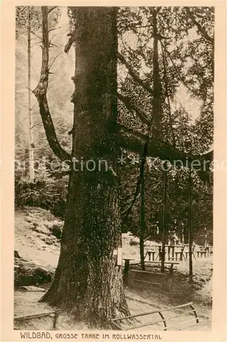 AK / Ansichtskarte  Wildbad_Schwarzwald Grosse Tanne im Rollwassertal Wildbad_Schwarzwald