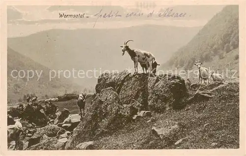 AK / Ansichtskarte Wormsatal_Wormsa_68_Alsace Panorama mit Bergziegen 