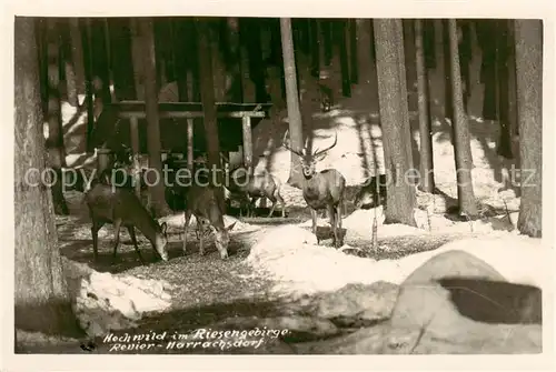 AK / Ansichtskarte  Harrachsdorf_Harrachov_CZ Hochwild im Riesengebirge 