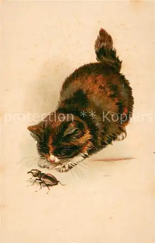 AK / Ansichtskarte  Maikaefer Katze mit Maikaefer Litho 