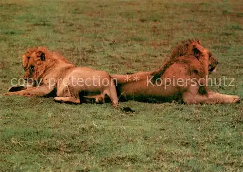 AK / Ansichtskarte  Loewe Serengeti Steppe Transania 