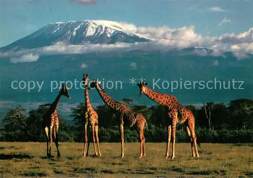 AK / Ansichtskarte 73810591 Giraffe Kliimandscharo Kenia 