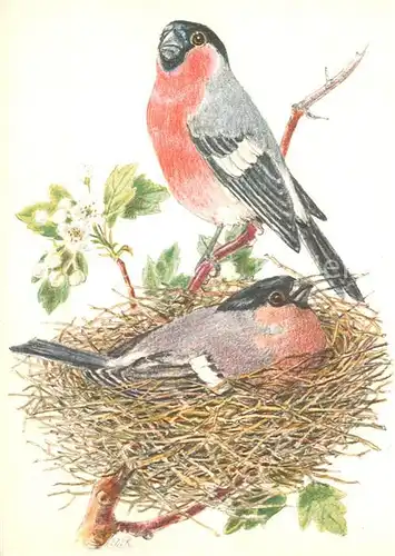 AK / Ansichtskarte  Voegel Voegel im Nest Litho 