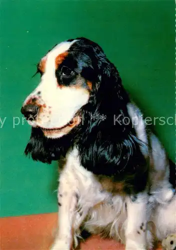 AK / Ansichtskarte  Hunde Cockerspaniel 