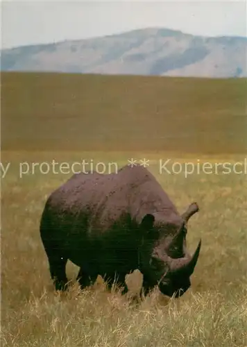 AK / Ansichtskarte 73810603 Nashorn Ngorongoro Krater Tansania 