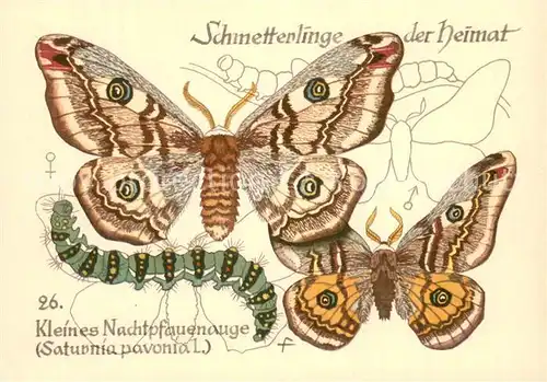 AK / Ansichtskarte  Schmetterlinge Kleines Nachtpfauenauege 