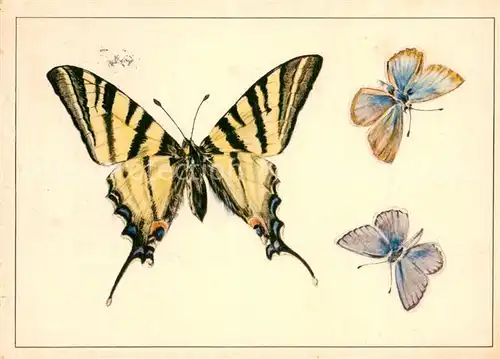 AK / Ansichtskarte 73810680 Schmetterlinge Segelfalter Papilio popalirius  