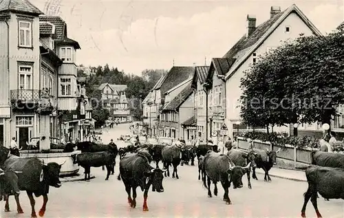 AK / Ansichtskarte  Braunlage Die Damenkapelle Viehtrieb Braunlage