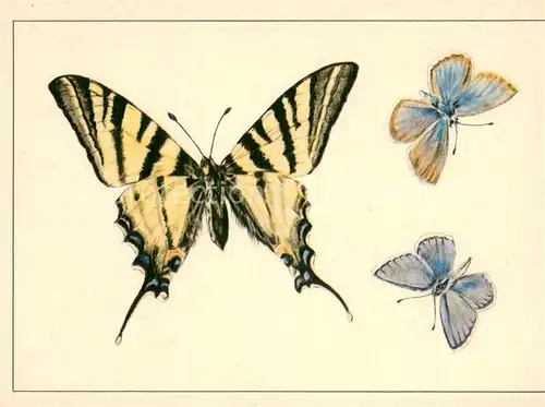 AK / Ansichtskarte 73811043 Schmetterlinge Segelfalter Papilio Padalirius 