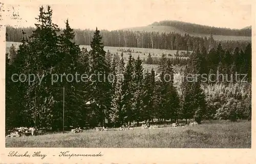 AK / Ansichtskarte  Schierke_Harz Kurpromenade Schierke Harz