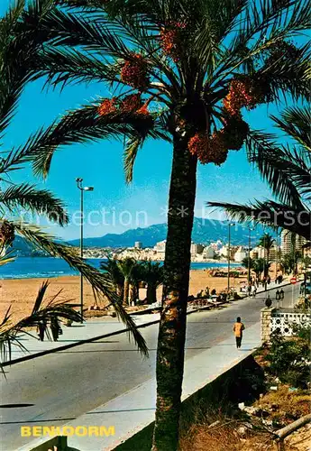 AK / Ansichtskarte  Benidorm_ES Promenade 
