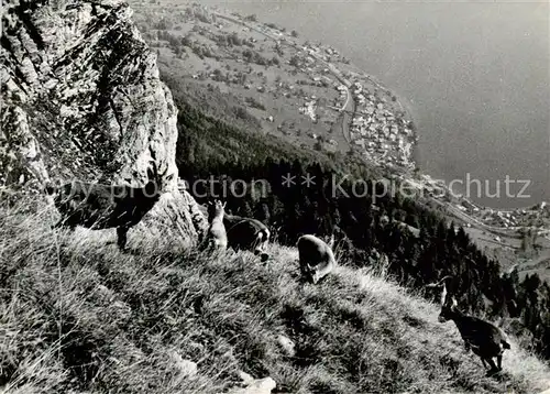 AK / Ansichtskarte Habkern Steinboecke am Augstmatthorn Berner Alpen Habkern