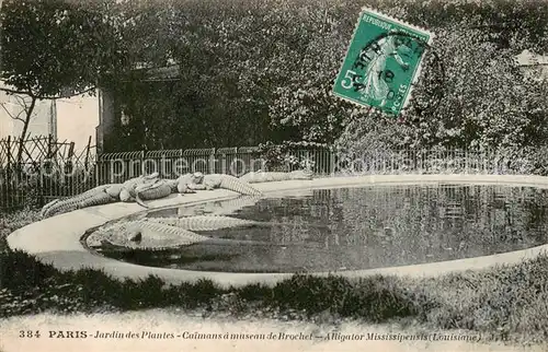 AK / Ansichtskarte Paris_75 Jardin des Plantes Caimans a mouseau de Brochet Alligator Mississipensis 