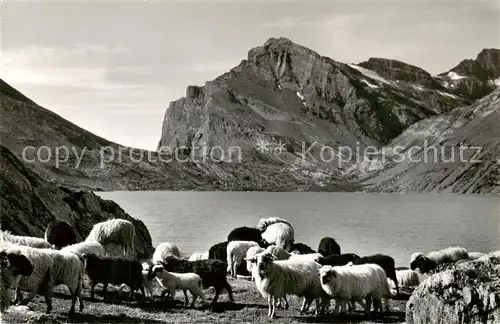 AK / Ansichtskarte  Daubensee_Gemmipass_VS Kandersteg Leukerbad Daubenhorn Schafherde 