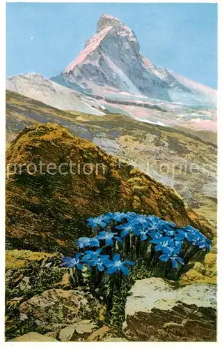 AK / Ansichtskarte  Zermatt_VS Gentiana bavarica Bayrischer Enzian am Matterhorn Zermatt_VS